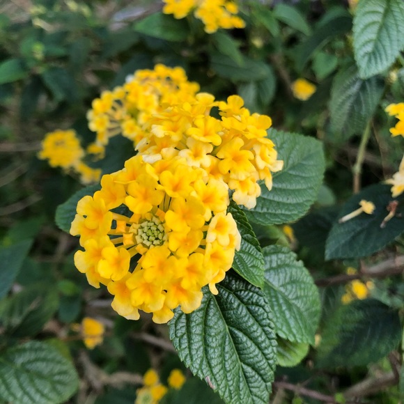 Meet your Posher, Van anh - Picture 1 of 1